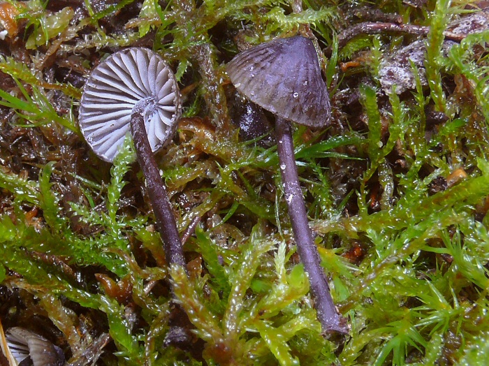 Mycena Galopus Nigra